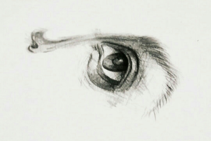 eye