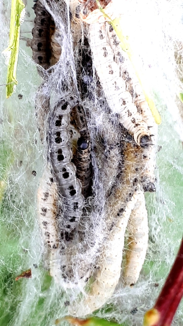 caterpillars in their nest