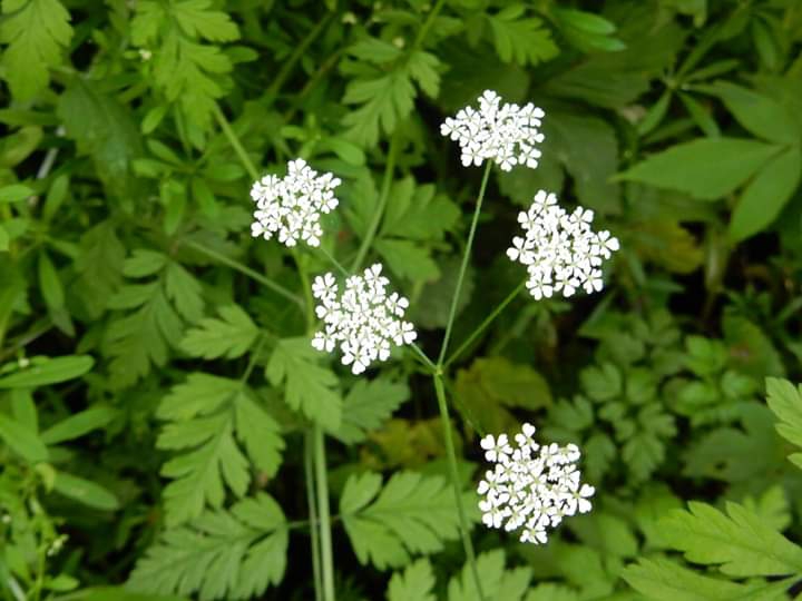 wildflowers