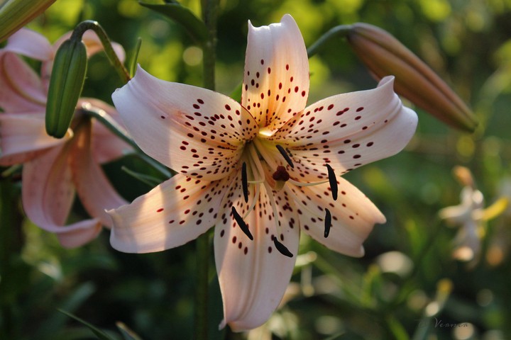 O.V.♡ my Lily