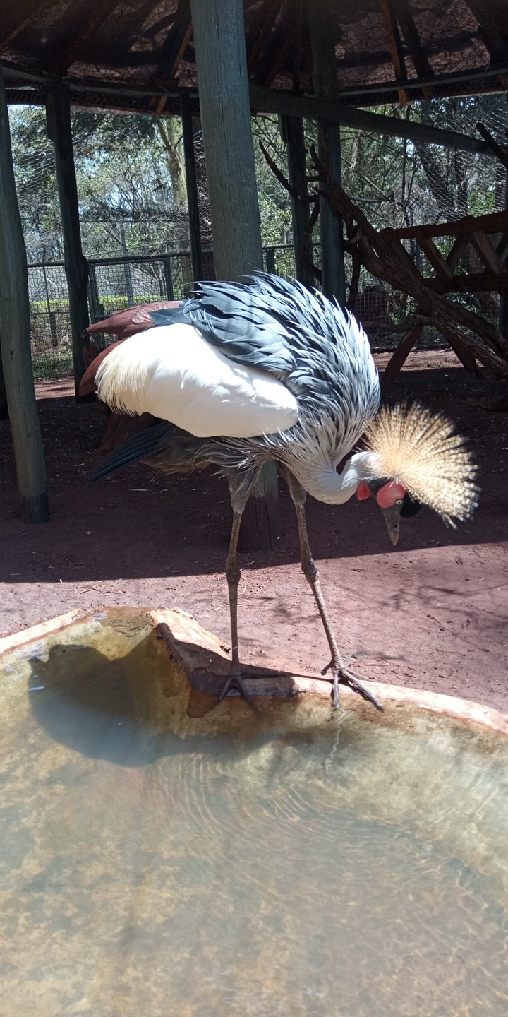 ongo wang in luo language of kenya