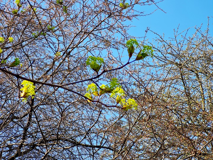 Trees are awake :)