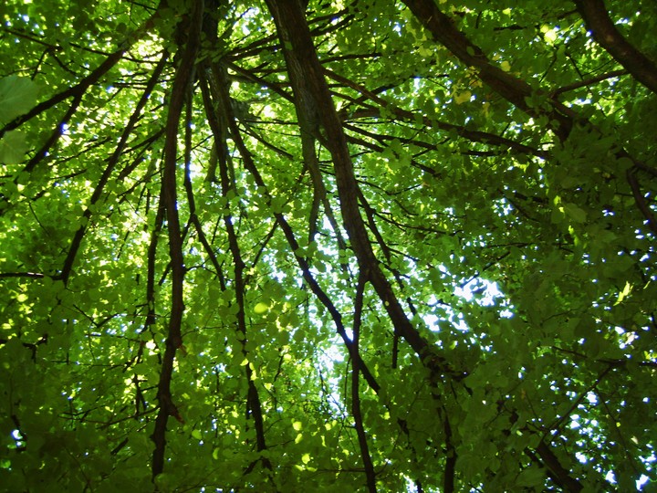 tree
