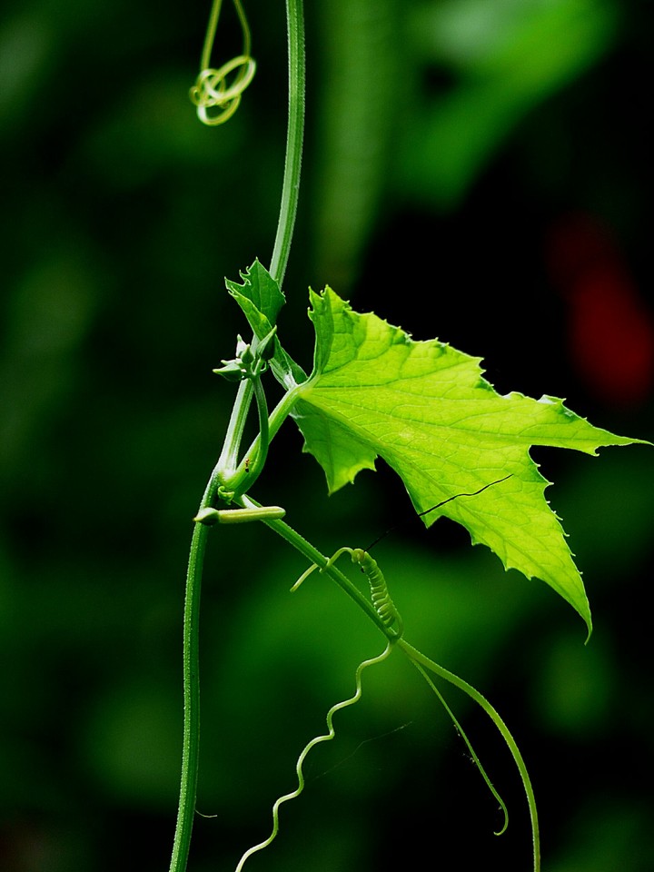 Green leaf