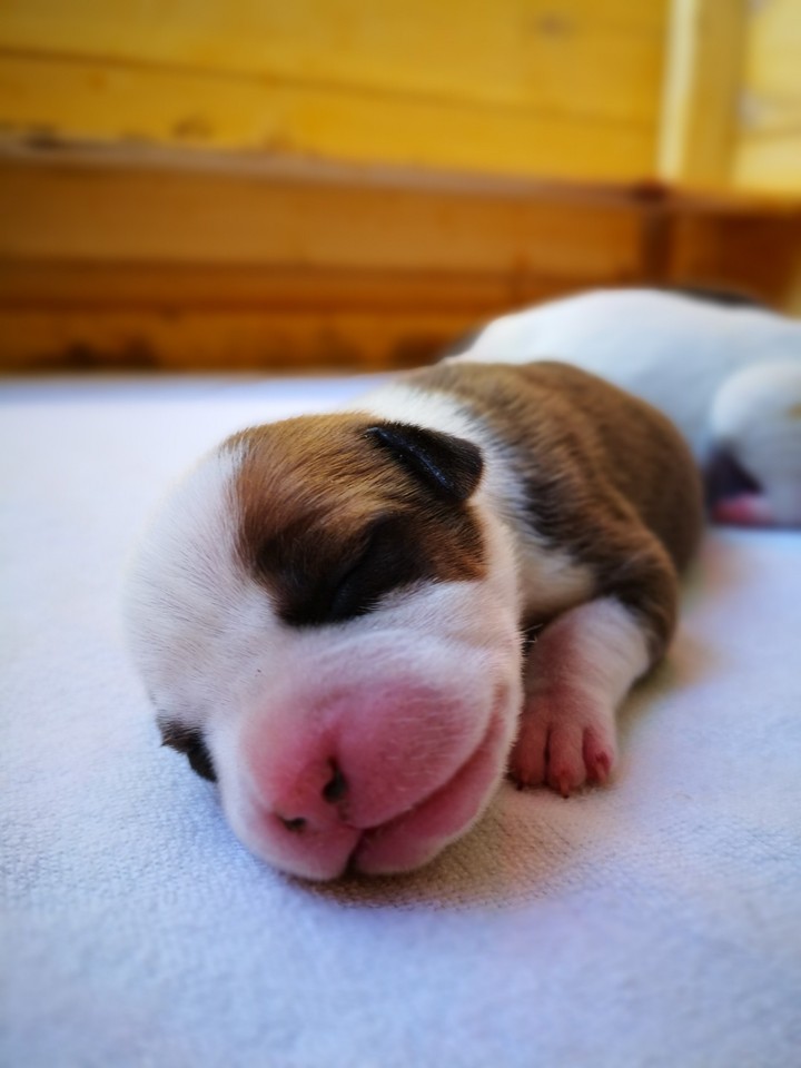 Cute Little Puppy amstaff