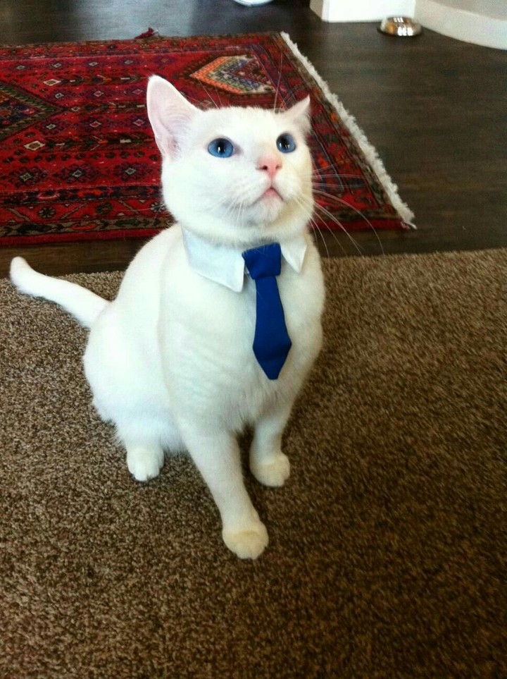 cat with tie