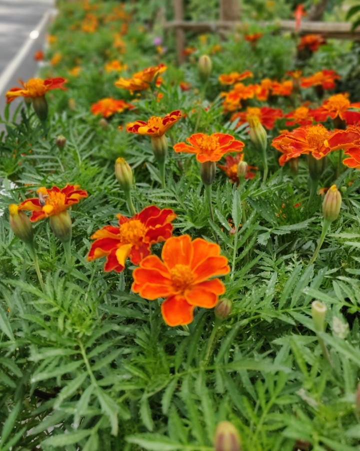 marigold