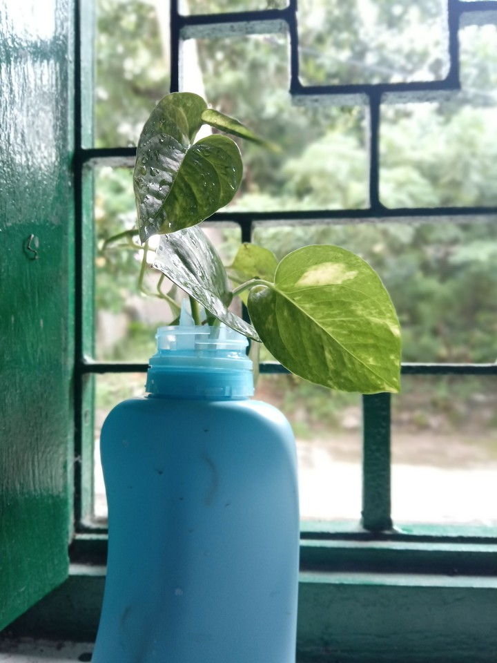 lonely pothos