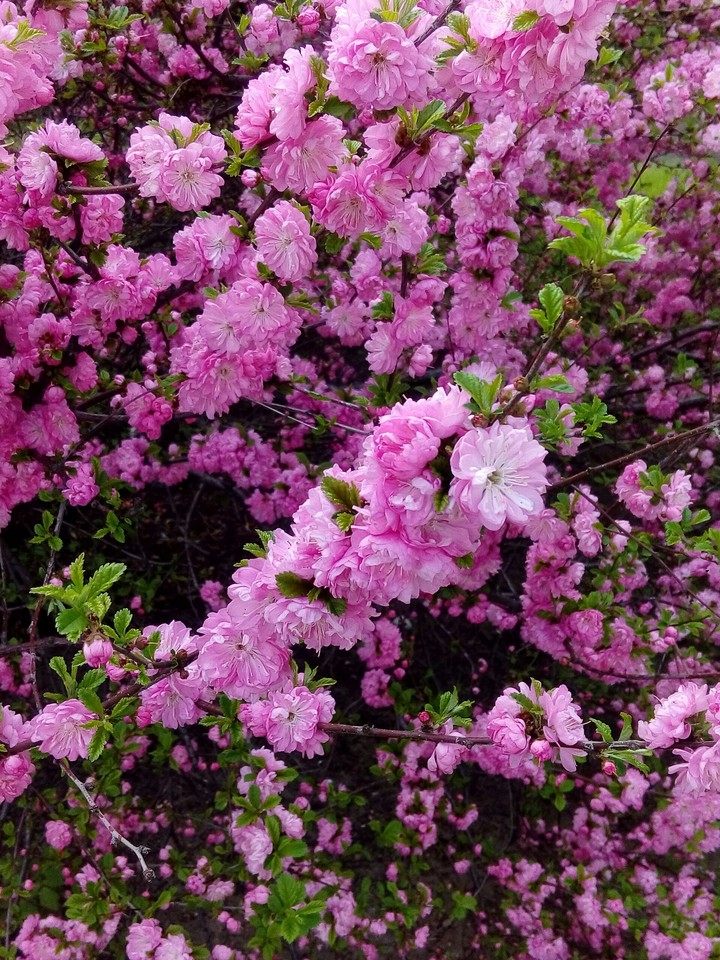 spring