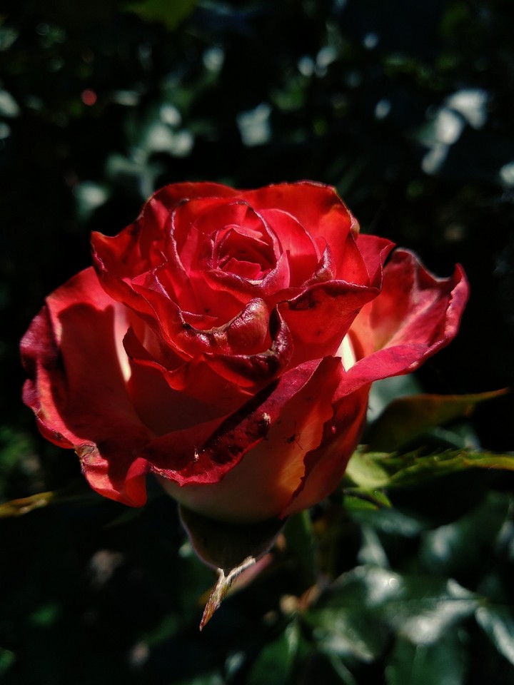 .