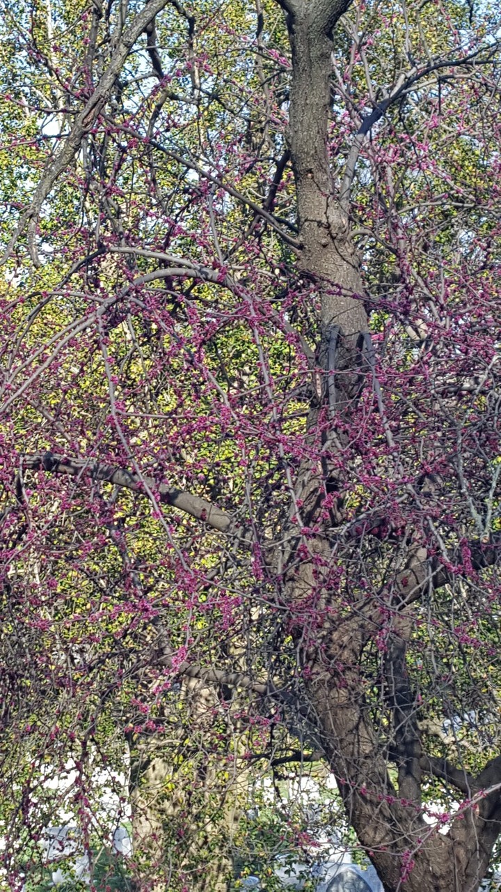 spring