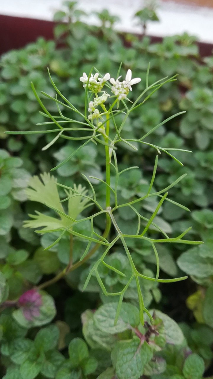 Plant