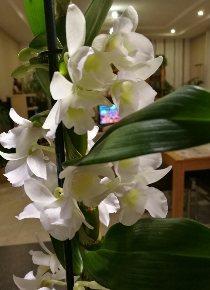 Orchidee