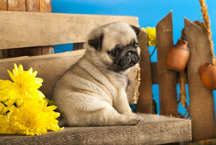 puppies