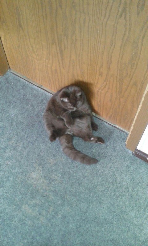 Katze