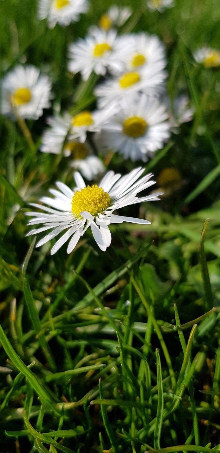 bellis perennis