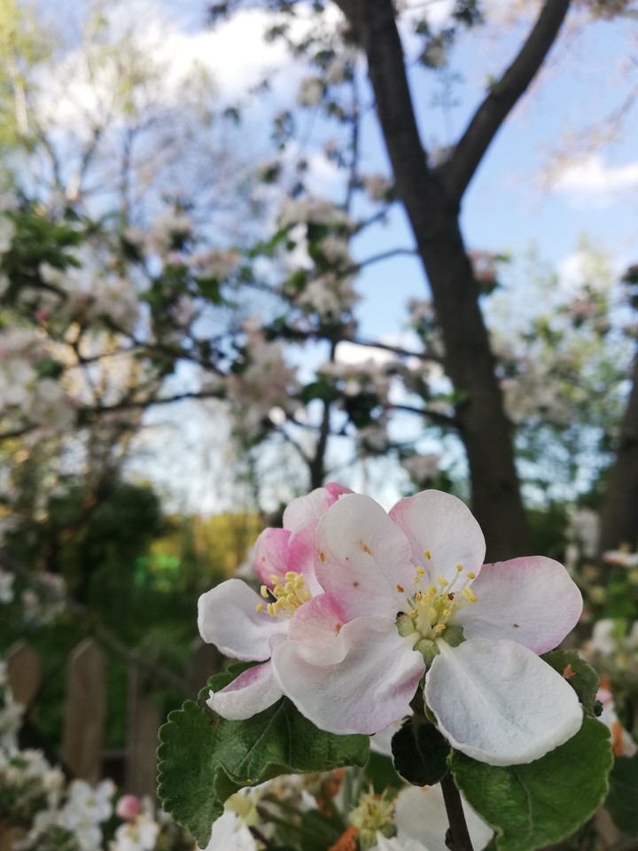 flower