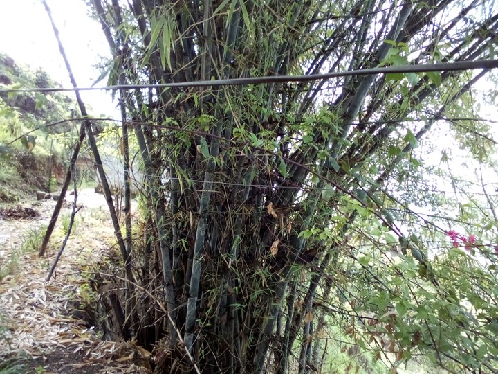 Towering bamboo Pole