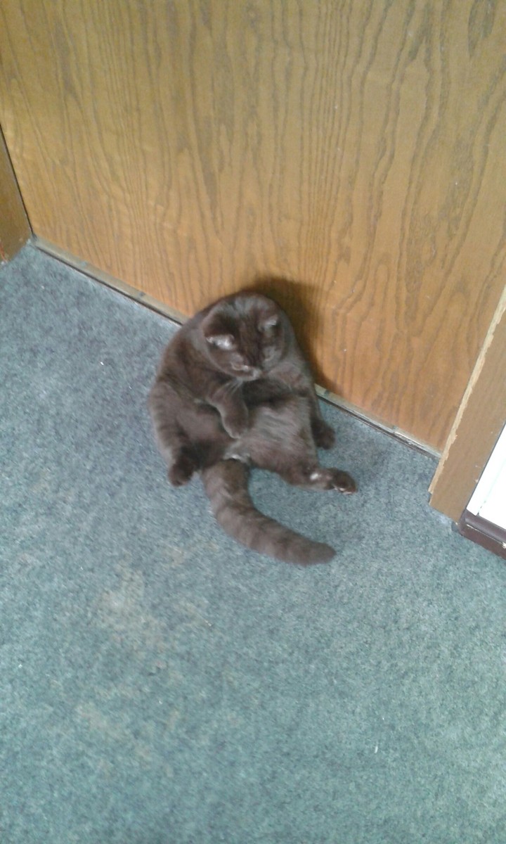 Katze