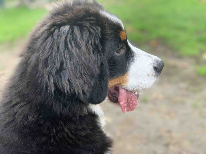 My dog