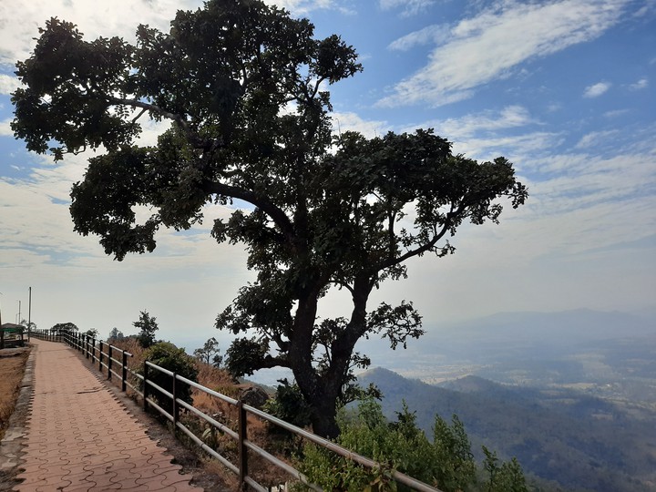 tree