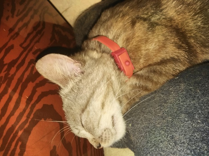 котенок