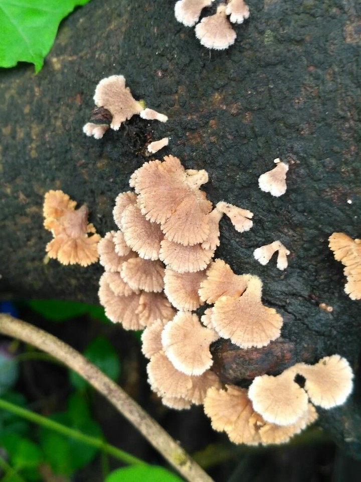#fungi# plant