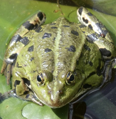 amphibians, frog Hintergrundbilder