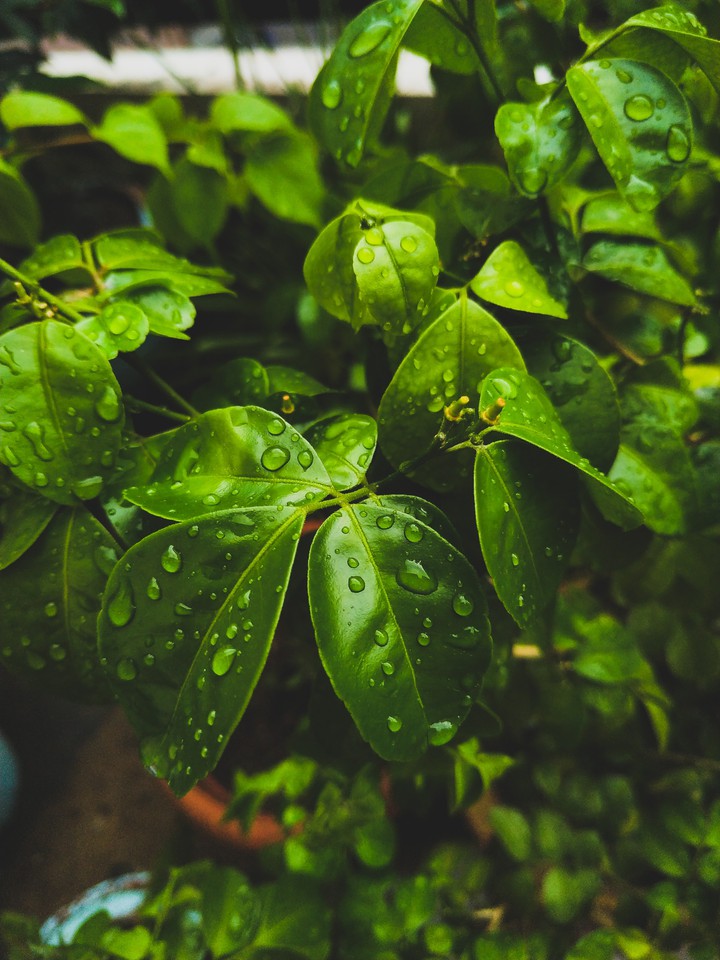 Nature.