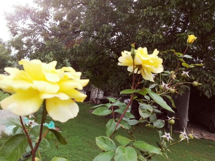 roses