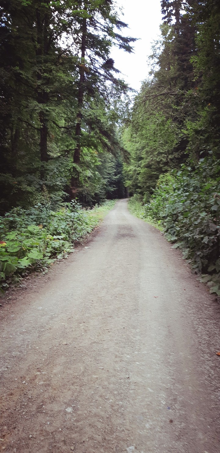 forest path