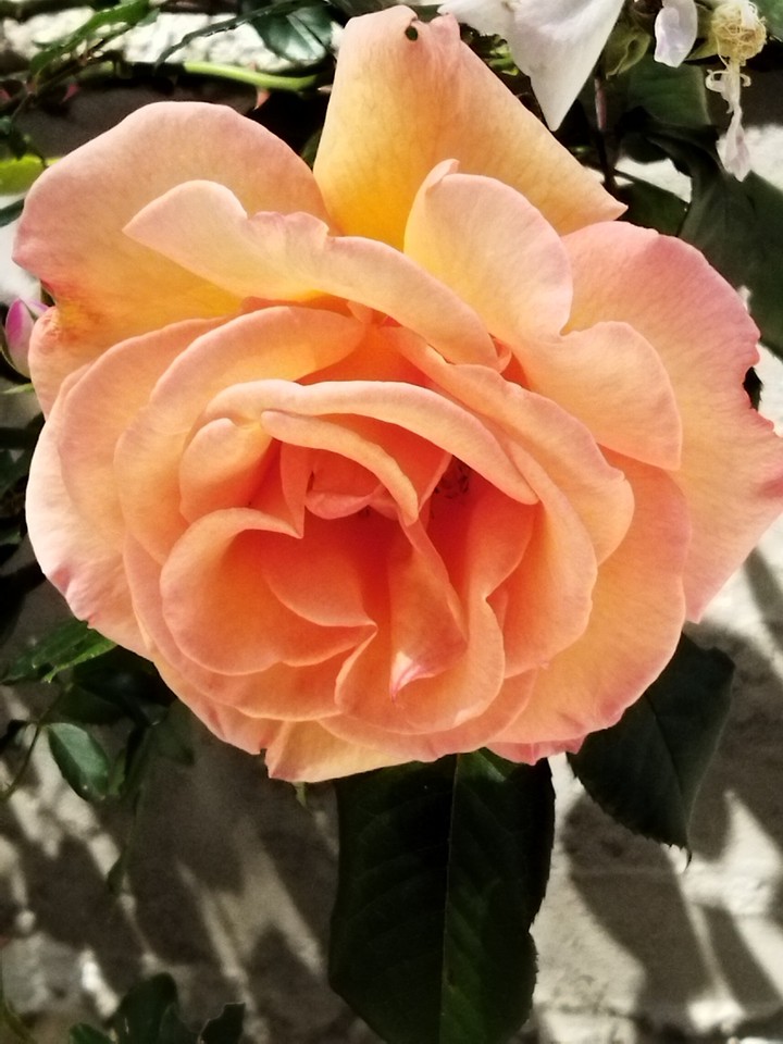 rose