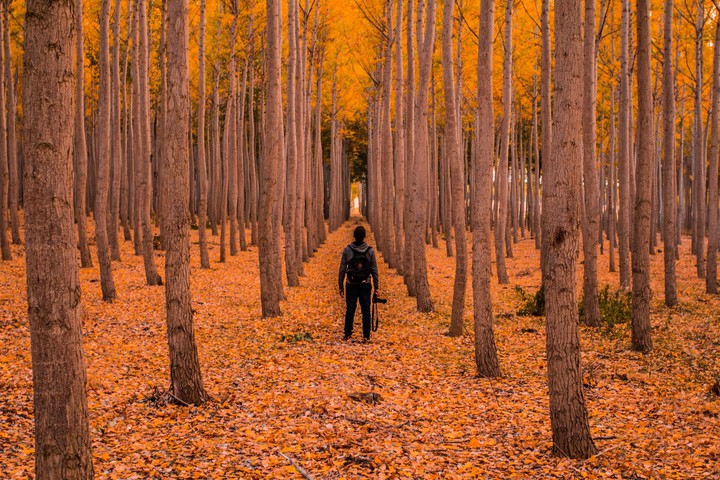 A man in forest