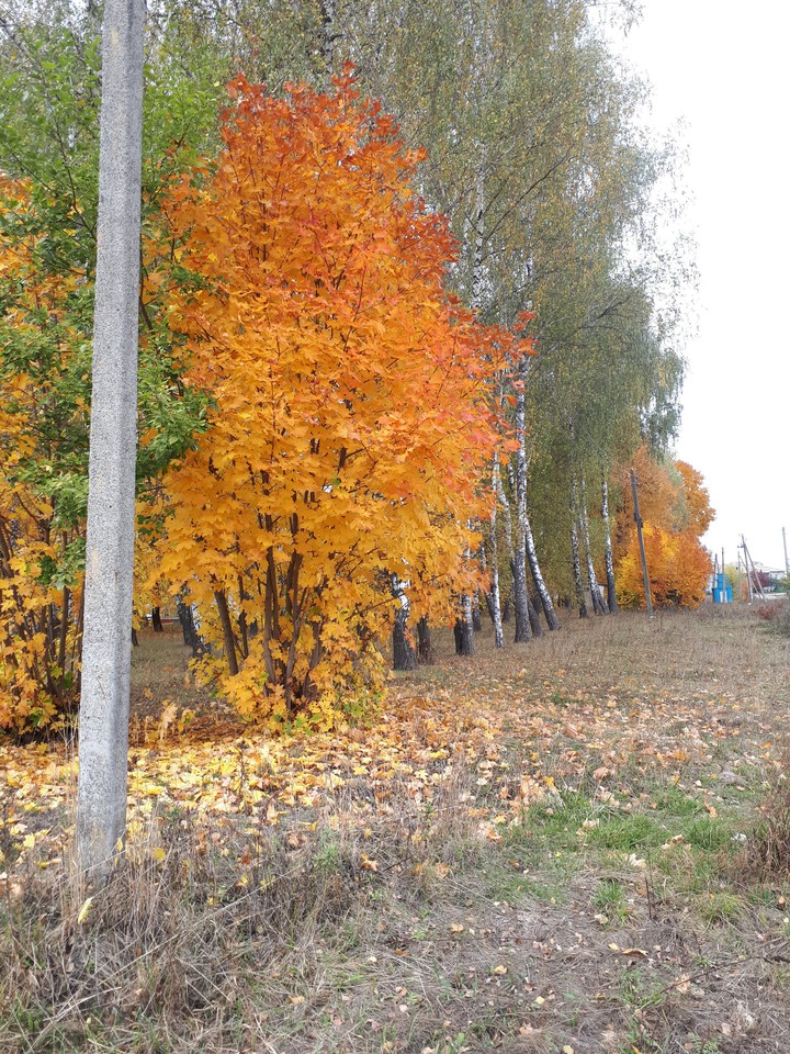 осенняя пора