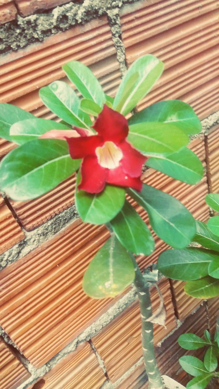 Rosa do deserto