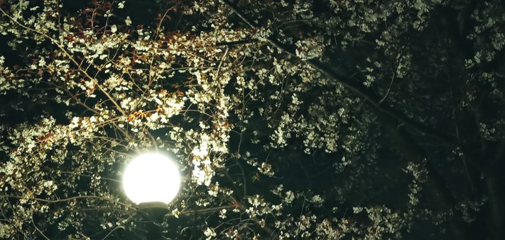 밤과 새벽사이, 벚꽃