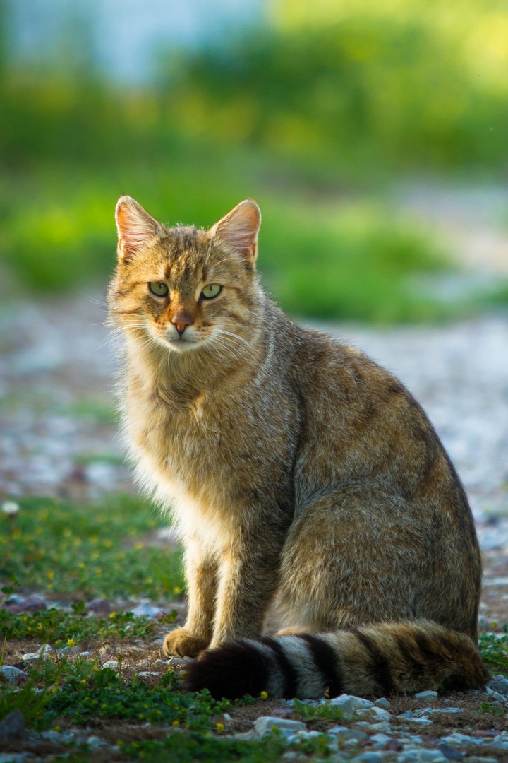 кот