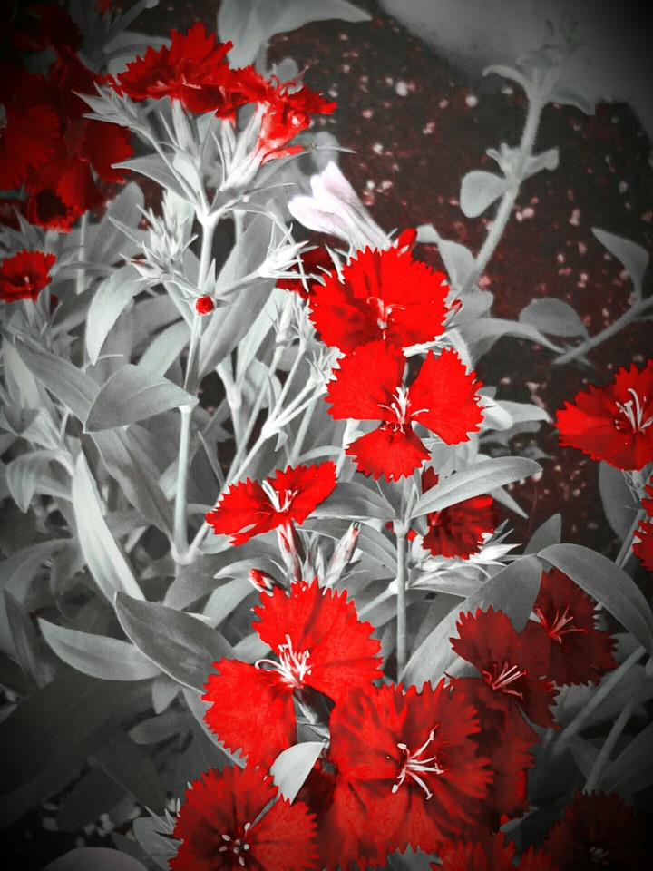 bloody flower