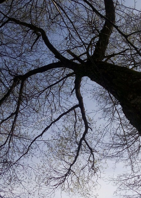 Tree in the sky