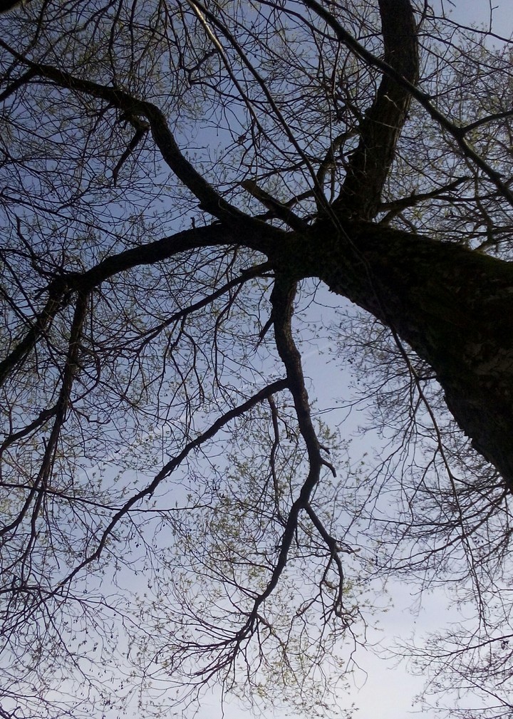 Tree in the sky