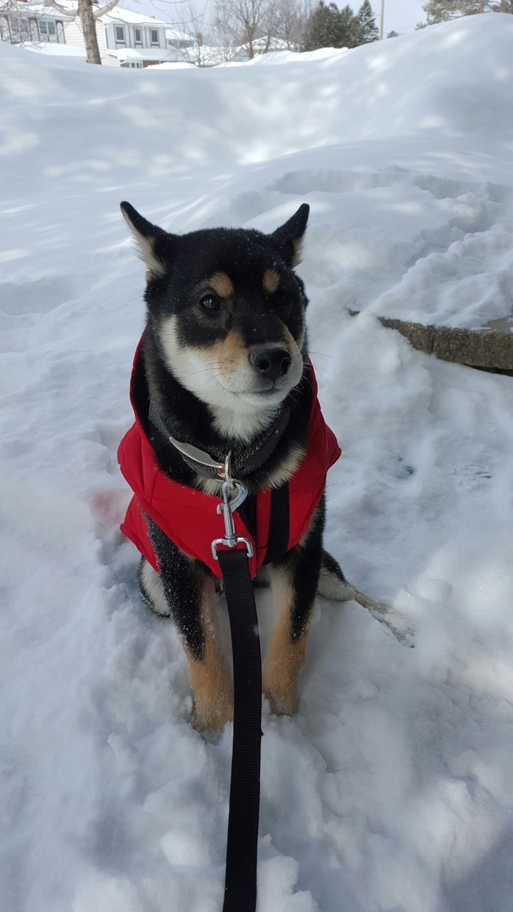 Riley Shiba Inu