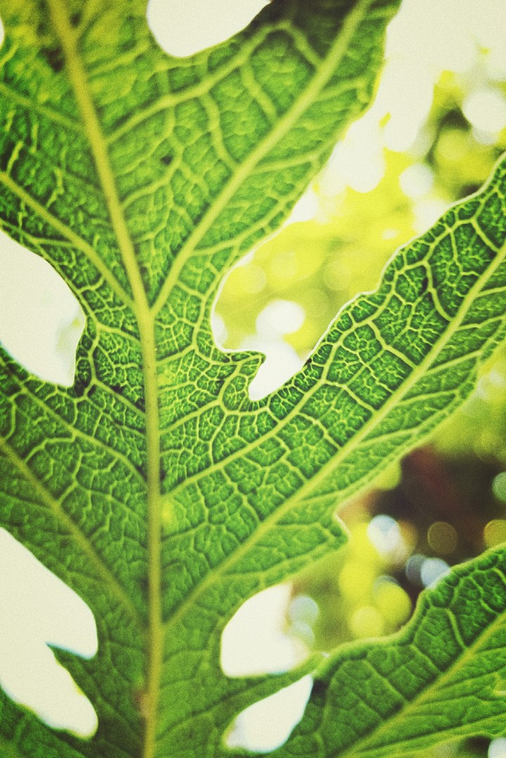 Leaf