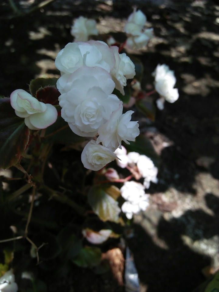 White flower