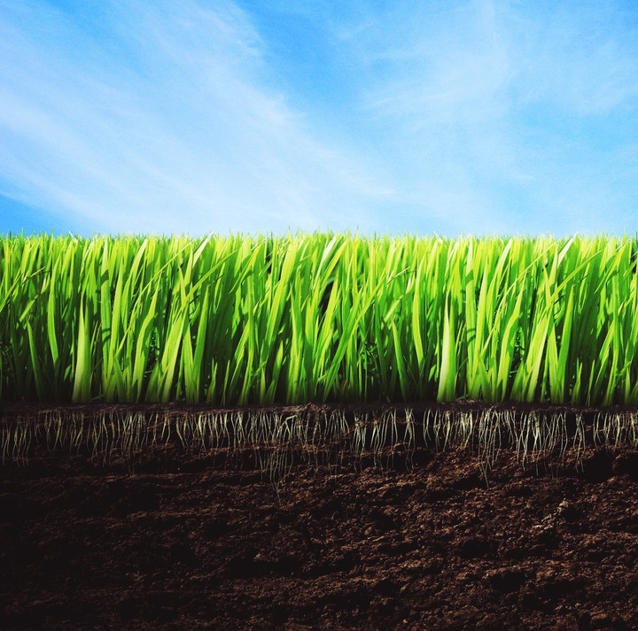 Grass