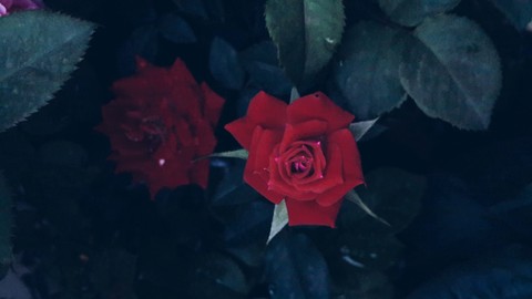 rose