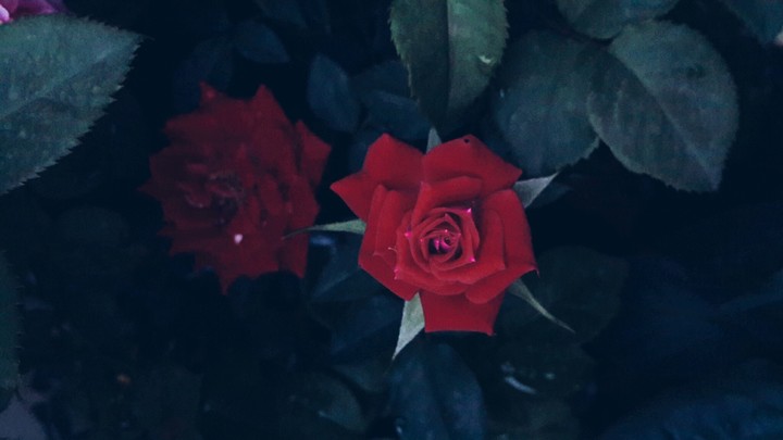 rose