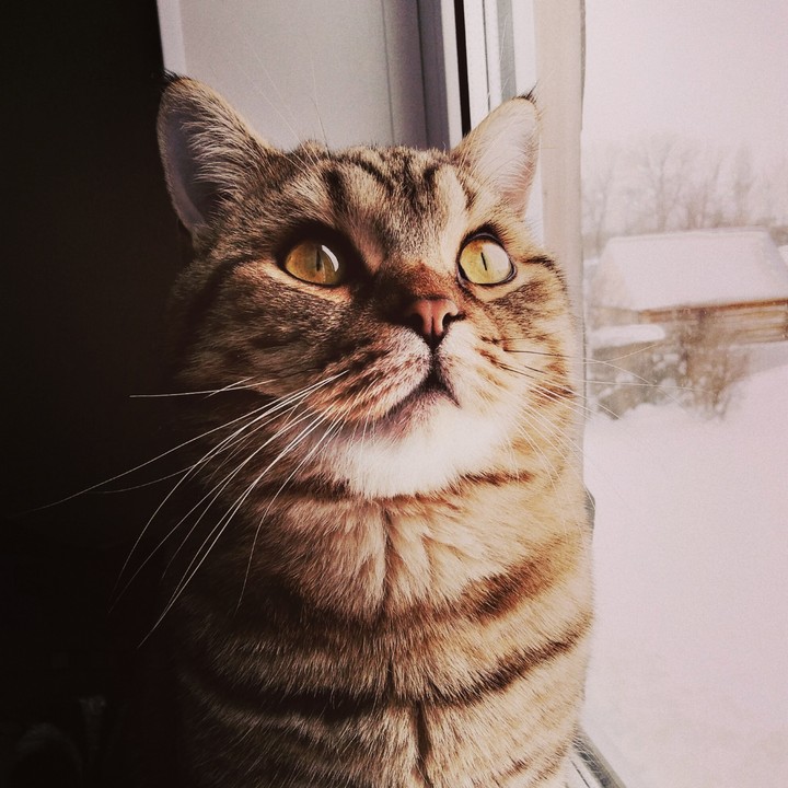 Кот