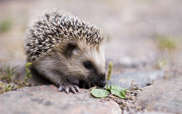 Hedgehog