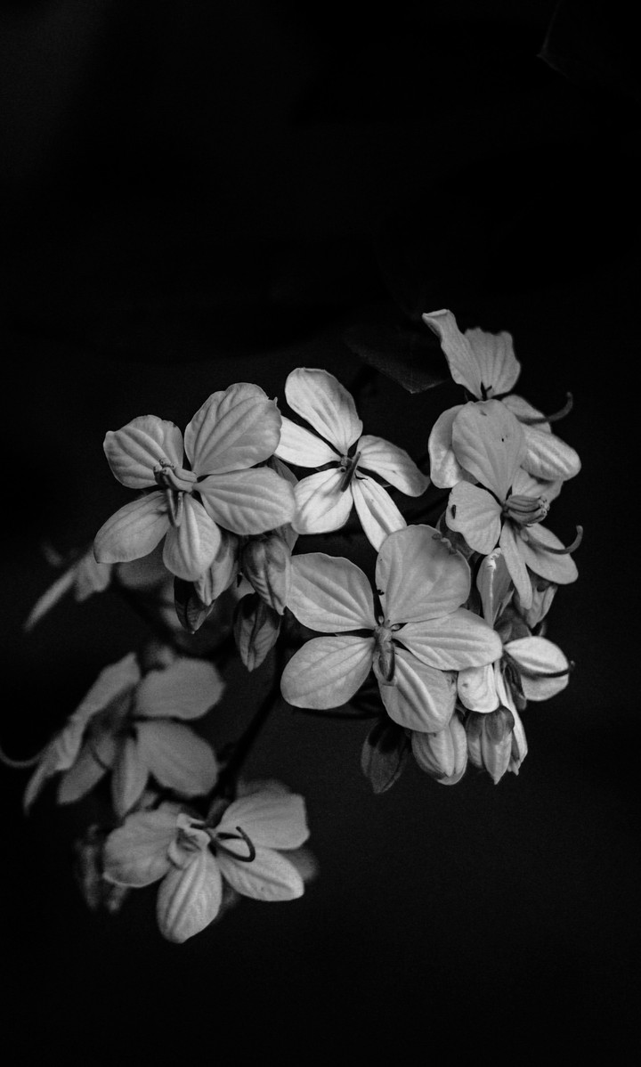 Tiny Flowers