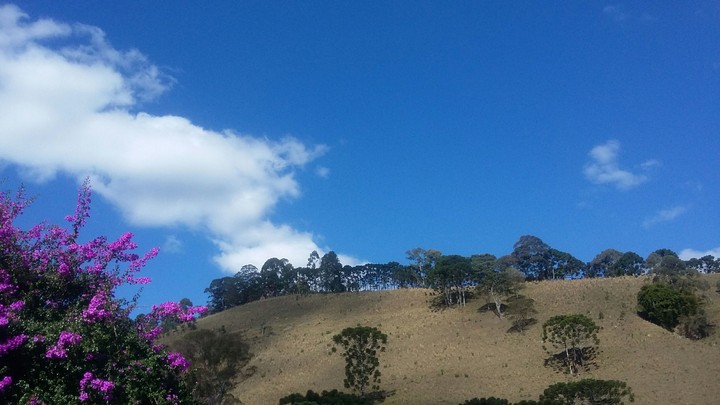 Sky, flowers